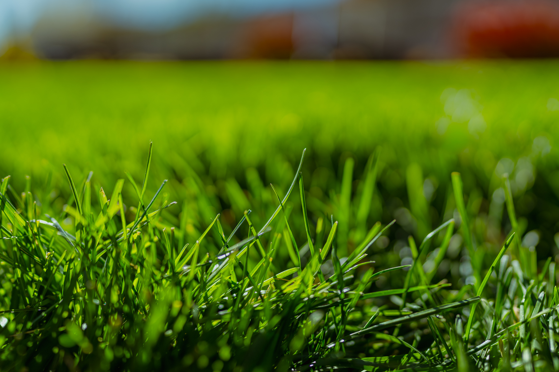 Close-up of healthy grass blades in Davis County Utah lawn care program, showing thick turf after weed control treatment.